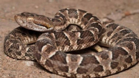 Un nene jugaba en el patio de su casa y fue atacado por una yarará en el interior de Corrientes