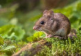 Salud Pública recordó los cuidados para evitar Hantavirus